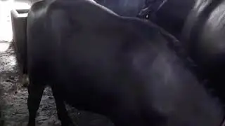 Daara Bull( Lakshmi Dairy Farm)Katdi 6  Month Age