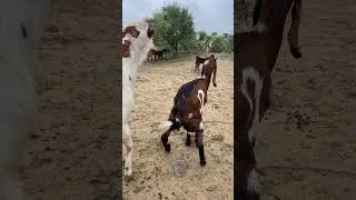 GOATs 🤣sounds 🤣fighting #shorts