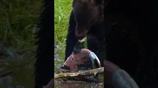 Природа в Кадре: Медведь и Рыба