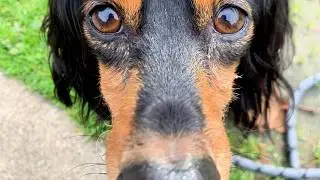 Dachshund Checks Into a Luxury Spa Hotel 🐶 | Dog-Friendly Travel in Woodinville WA  #Woodinville