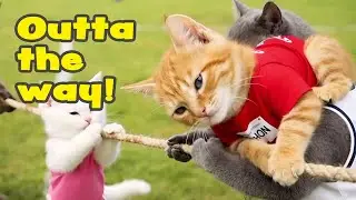 Epic Cat Sports Day FAIL Compilation! Funny Cat Sports Moments You Have to See! ｜ ChaiとSnowの猫運動会