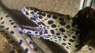 Live Stream 🟢 –Ocean Friends - Recognize Any？ #diving #fishing #seafood #shorts