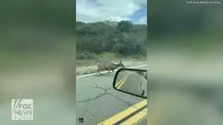 Watch as this deer escapes a mountain lion attack