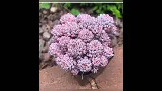 The most charming pink Succulents