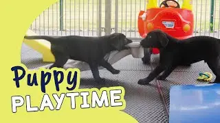 Labrador Guide Dog Puppies! | Guide Dogs Puppy Playtime