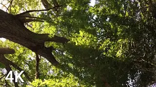 4 Hours of Calm Forest Canopy & Shifting Sunlight (4K Nature Sounds) 🌳 Day 53