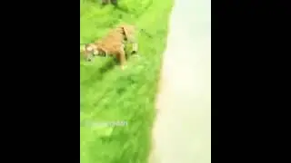 Tiger attack on two wheeleers in Wayanad  pulpally bathery road...
