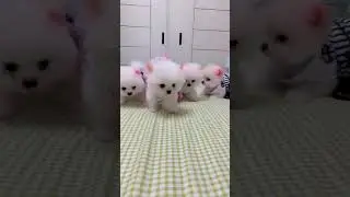 cute little puppy doing cute things