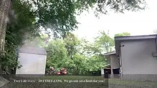 Tree Removal and stump grinding / TREE LIFE 1 LLC 584TREE.COM  / WE GO OUT ON A LIMB FOR YOU !