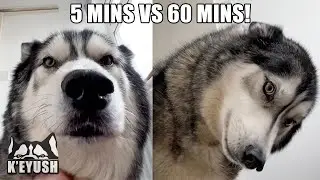 Being Gone 5 Mins Vs 1 Hour! Husky Tantrum!