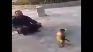 Baila monito baila