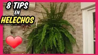 TR 8 ТРЮКОВ, чтобы иметь здоровый и здоровый папоротник ❤ уход и пересадка NEPHROLEPIS CORDATA
