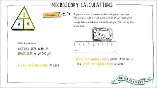 MICROSCOPY CALCULATIONS, Edexcel 9-1 GCSE Biology, Topic 1 Key Concepts in Biology