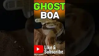 my boy boa constrictor ghost 😍 😍