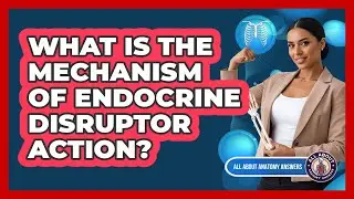 What Is The Mechanism Of Endocrine Disruptor Action?