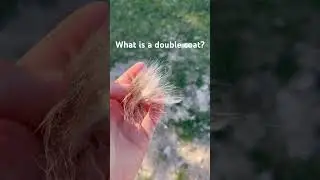FAQ: What is a double coat? How do I know if my dog is double coated?