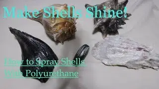 How to Make Shells Shine and Look Wet Using Polyurethane Spray