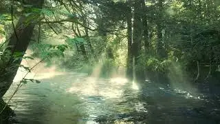 Morning Mist Over the Forest River &ndash; Peaceful Nature Ambience (3 hours)