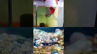 Fish tank 🐬#aquarium 🐟#fishtank #fish #guppy #betafish #fishaquarium #beta