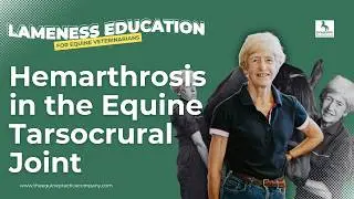 Hemarthrosis in the Equine Tarsocrural Joint: What Vets Must Know