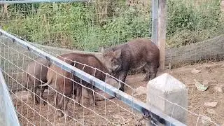 เลี้ยงหมูป่าหลังบ้าน 4 ตัว ชมหมูป่ากินอาหาร