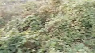 ມາໃສກັບດັກນູ່