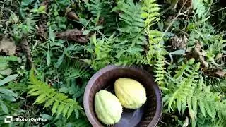 #OrganicSaag 🥬🥬🥬 and Squash