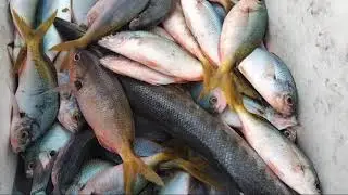 Misi mancing ikan sulig