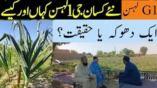 G1 Garlic In Pakistan | G1 Garlic Future 2023 | G1 Garlic Truth| G1 Garlic Rate And Cost| #g1garlic