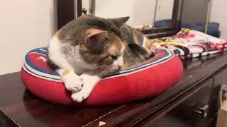 My kitty is my caretaker.