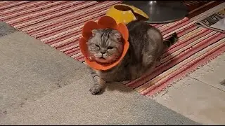 Goodevening to everyone Lazy Cat is live..