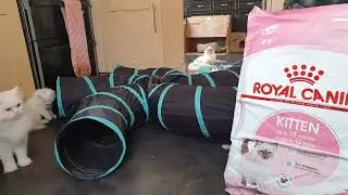 4 Perdoll Kittens Feat. Older Siblings in Tunnels + Boxes Fur Therapy