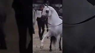 😎❤️ Les chevaux // pur sang arabe 🐴 🐎