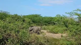 Bundala national park safari With roshan