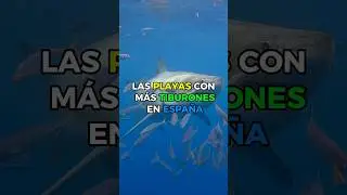 Las playas con m&aacute;s tiburones en Espa&ntilde;a 😨#tibur&oacute;n #viral #playa #alerta #grancanaria