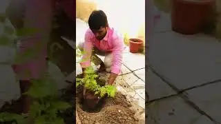 #safetree #Haritha Haram program #trending #viral #video