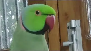 #live Amazing talking parrot 😍🫡 🦜#livestream #youtube #parrot #talkingparrot #fyp #explore #mitthu