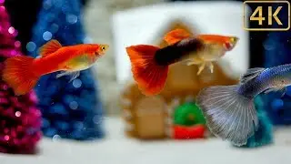 Kids Christmas Aquarium