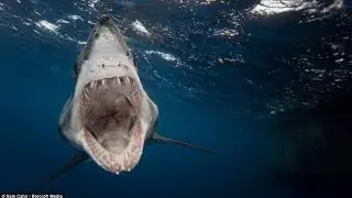 Shark Feeding @ Hurghada Grand Aquarium