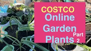 Part2 Costco online order plants #costco #strawberry #blueberry #garlic #gardening #tips #howto #diy