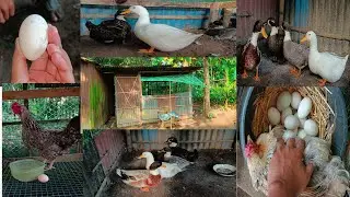 হাঁসগুলো আজকে কয়টা ডিম পাড়লো😱🦆 আমার শখের খামার🥰🪿 #duckling #chicken #duck #birds #petvlog 