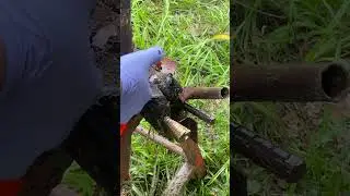 Seriously injured cow receives help! Deep cleaning and treatment