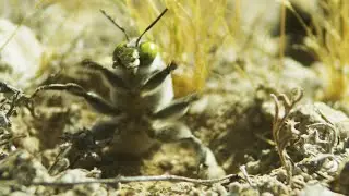 Filming Wildlife Documentary During Lockdown | The Mating Game | BBC Earth