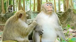Sweetly.....Couple monkey very enjoy grooming & finding lice,Small Monkey House