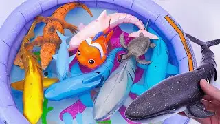 [🦈toy asmr 🦈] Ocean Animal Toys Review | Colorful Sea Creatures & Shark Collection ASMR