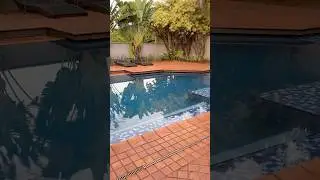 Lulu Pomerania dog song #puppy #animals #funny #gato #cat #cats #shorts #wwe #fyp #cute #dogs #pets