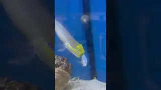 Bigger Fish Biting Onto Top Fin Of Small Blue Fish