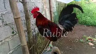 BILLY RUBLE HATCH