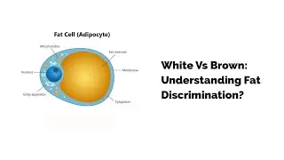 White Vs Brown: Understanding Fat Discrimination?