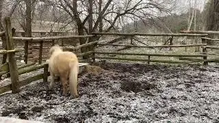 Ванилька на прогулке❄️❄️❄️
